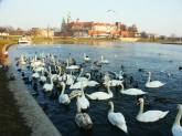 photo.php?category_id=219&file_id=4162&fileBackPage=1&filesPage=21