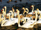 photo.php?category_id=243&file_id=4787&fileBackPage=1&filesPage=15