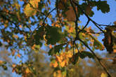 photo.php?category_id=390&file_id=8818&fileBackPage=1&filesPage=2